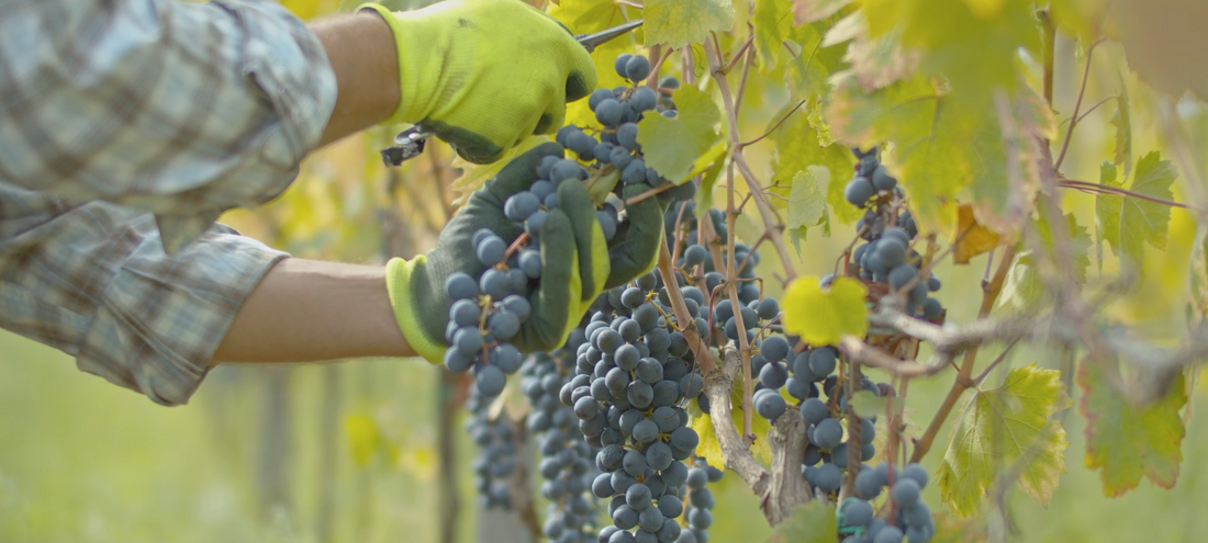 Mercato vino bio triplicherà entro il 2030