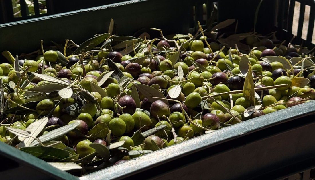 É Iniziata la Raccolta delle Olive